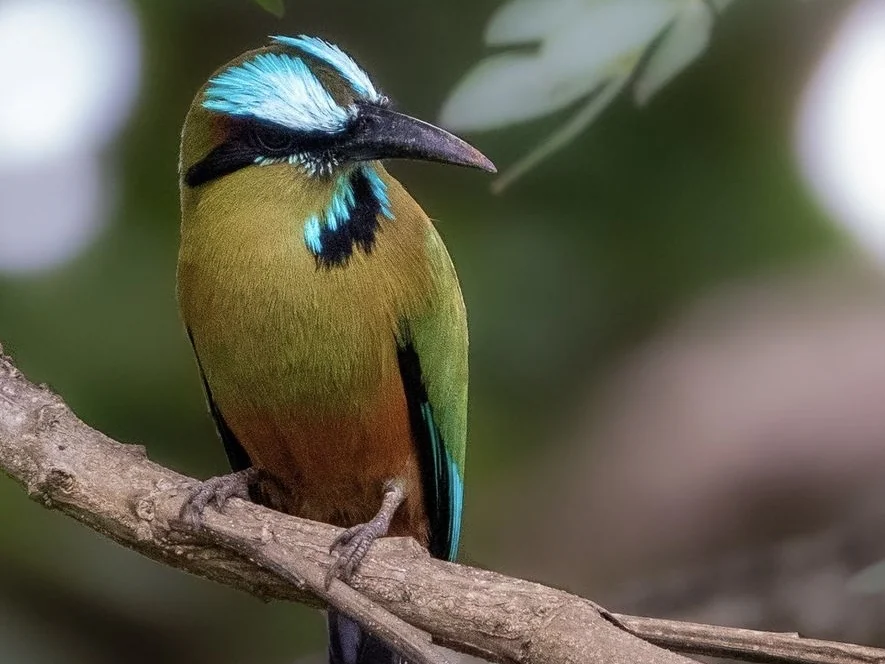 Motmot