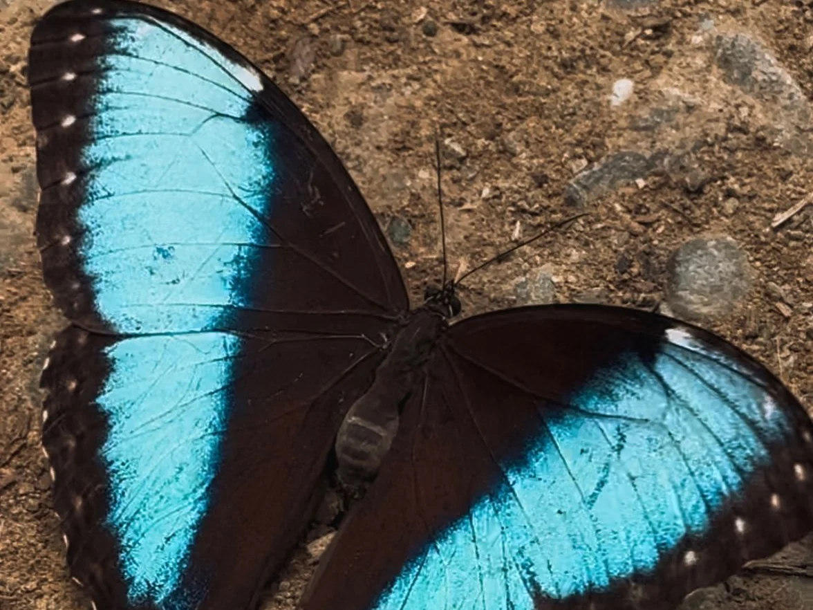 Blue morpho butterfly
