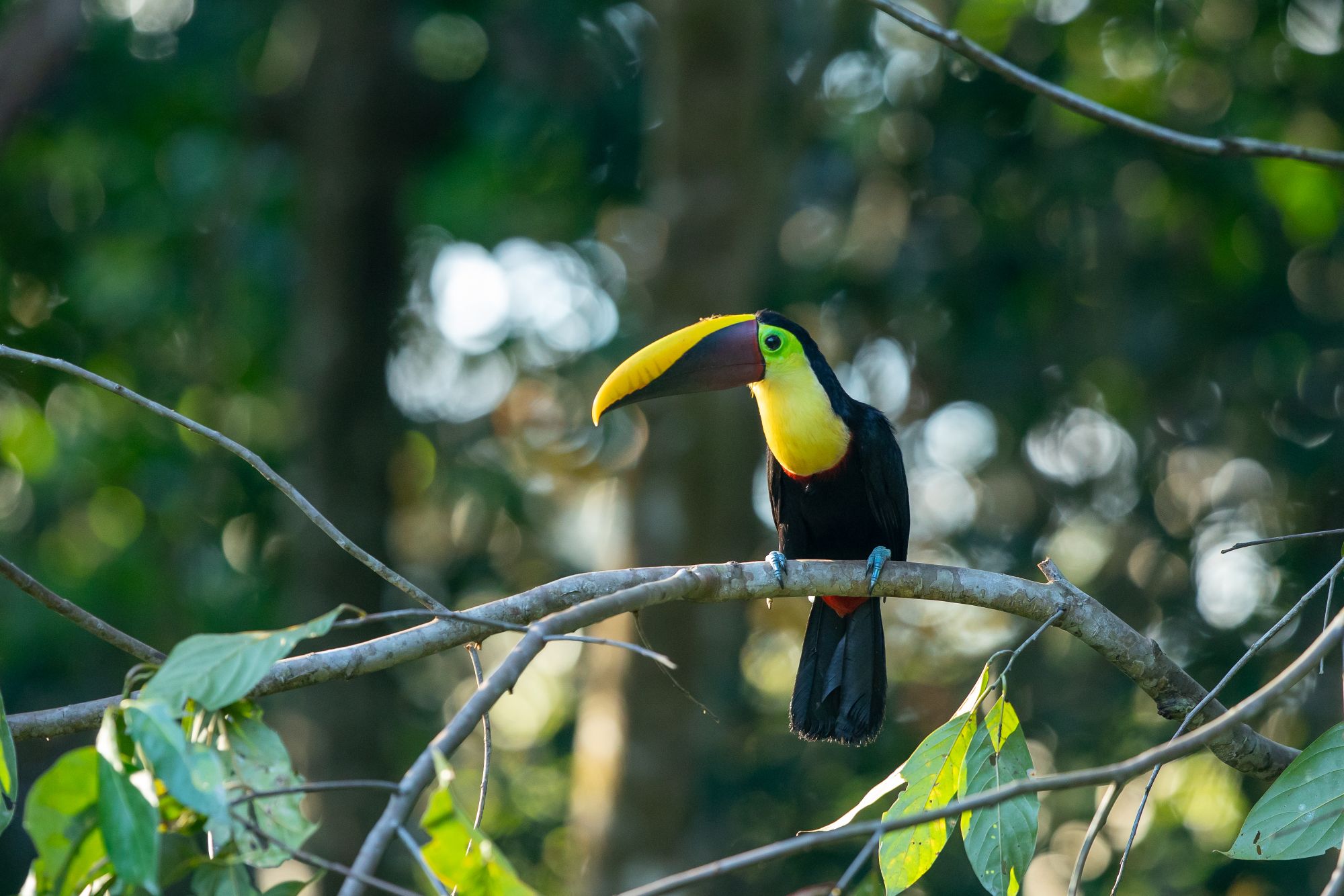 Chestnut-mandibled toucan perched on a branch in the canopy