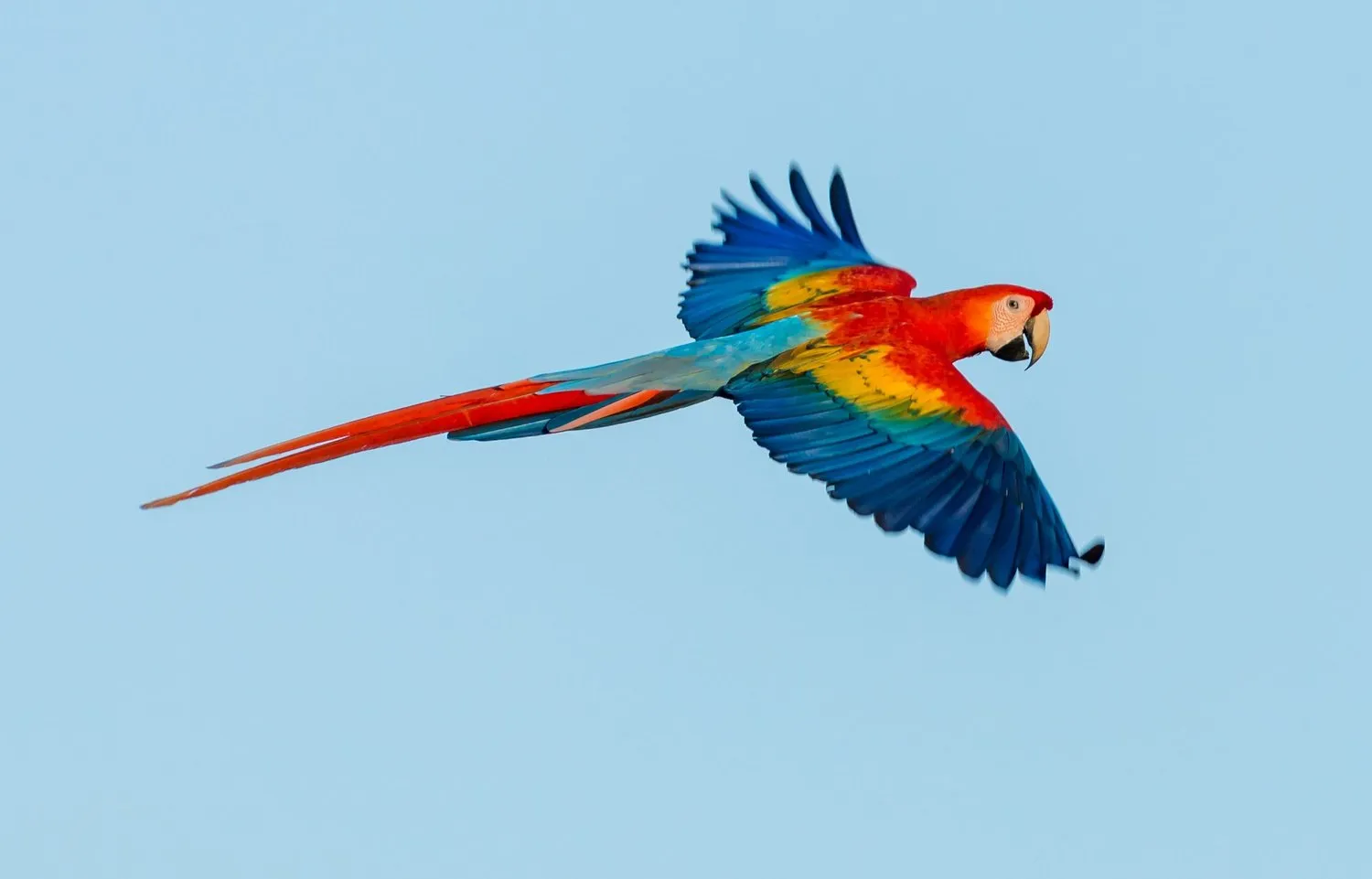 Scarlet macaws on the Osa: where and when to see them