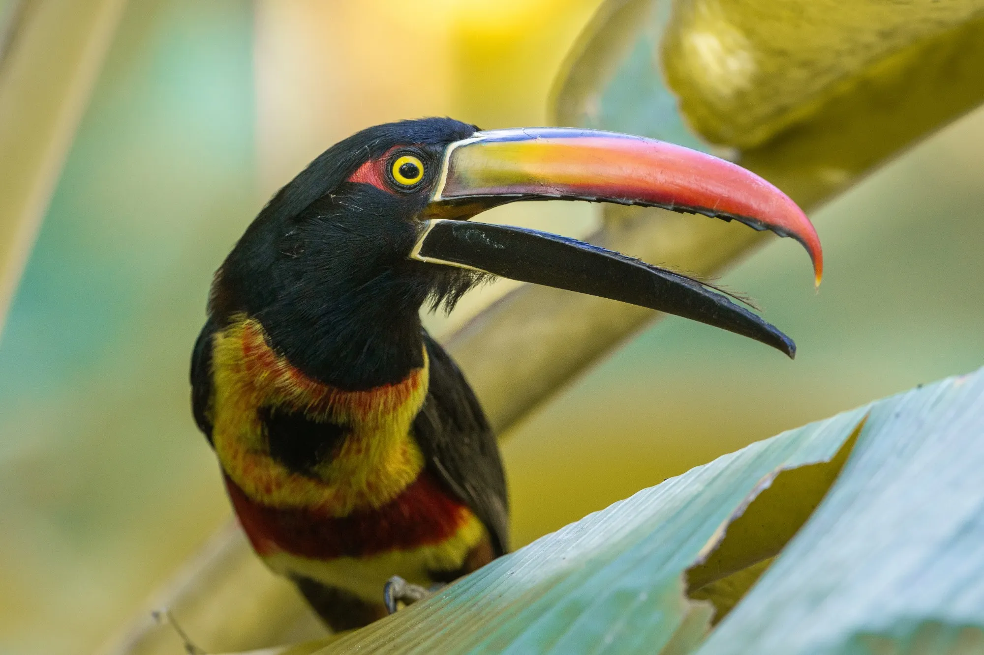 Birding the Osa Peninsula: 460 species and where to start
