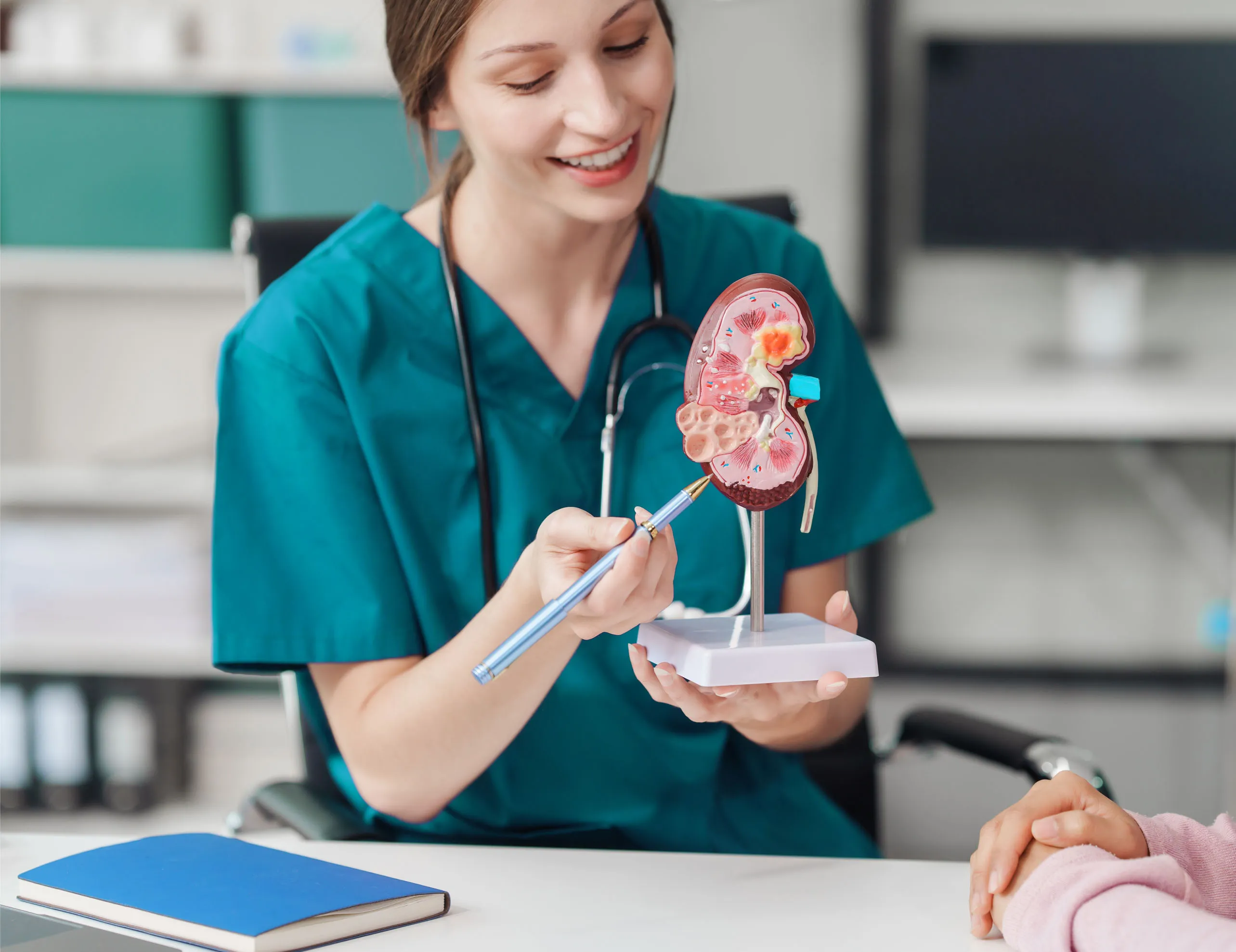 nephrologist showing a mock up of a kidney