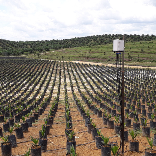 Rows of oil palm nursery seedlings with an IoT field sensor mounted on a pole