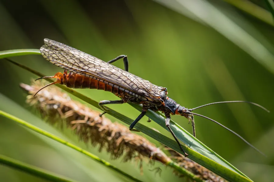 A salmonfly, the big orange-bodied stonefly that Salmonfly Cabin is named for