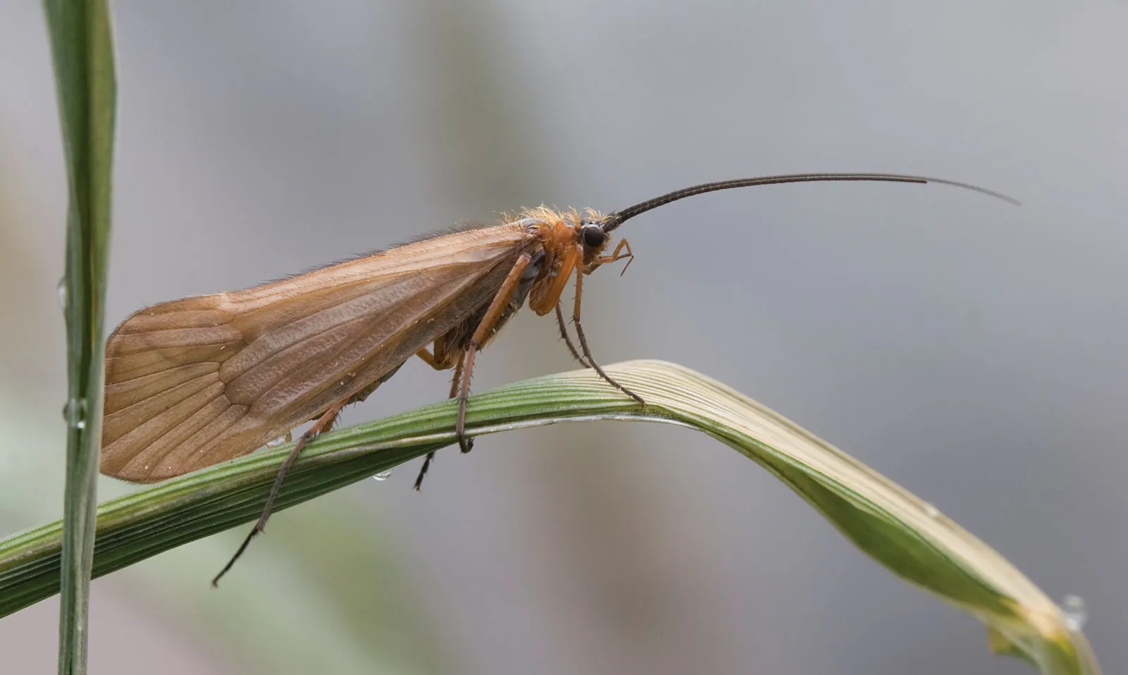 An adult caddisfly, the insect Caddis Cabin is named for