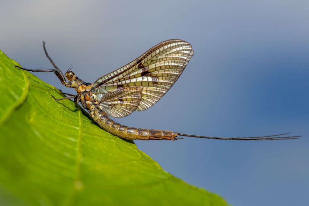 A mayfly with upright wings and long tail filaments, the insect Mayfly Cabin is named for