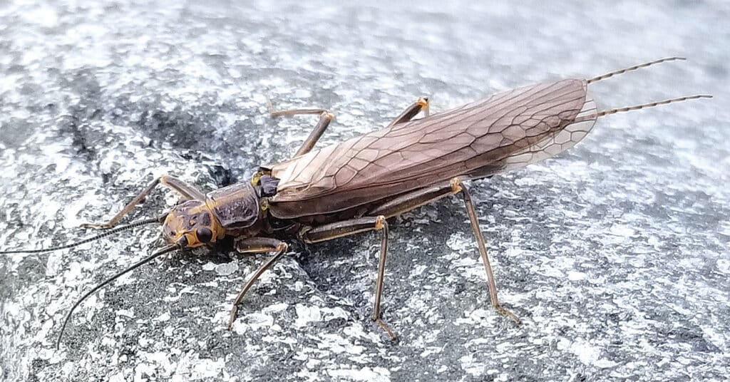 A skwala stonefly, the insect Skwala Cabin is named for