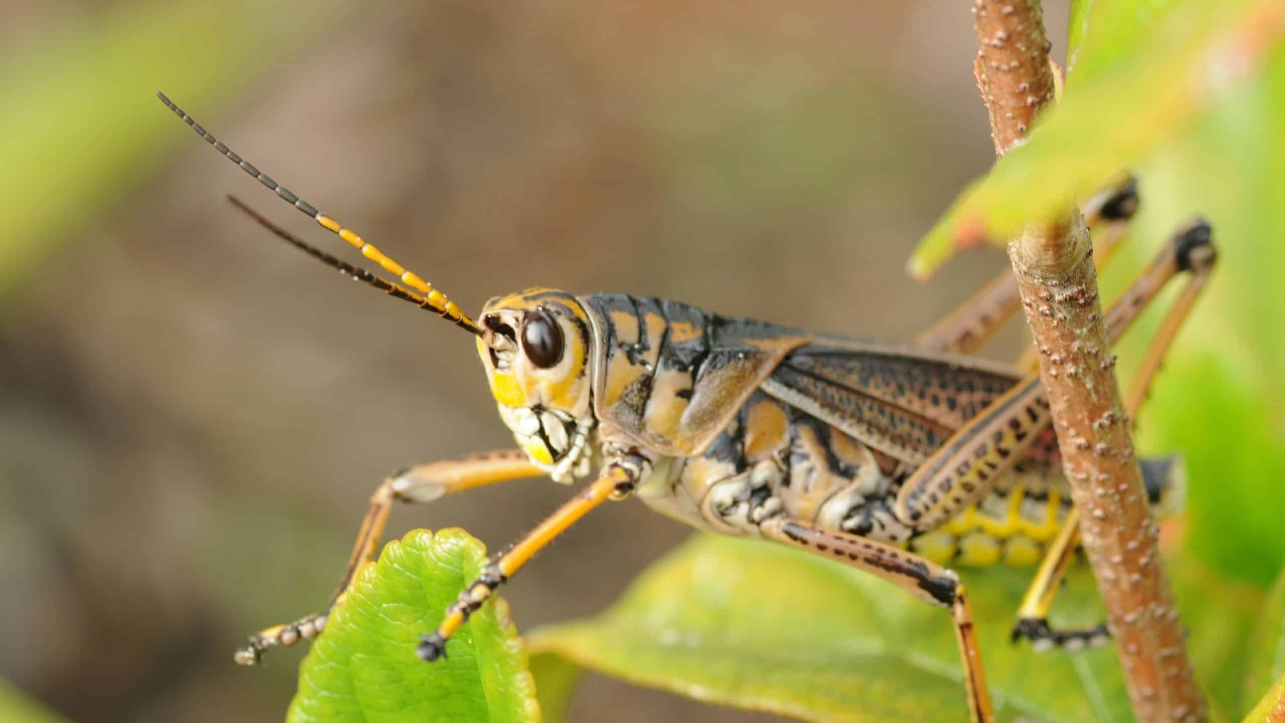 A grasshopper, the insect Grasshopper Cabin is named for
