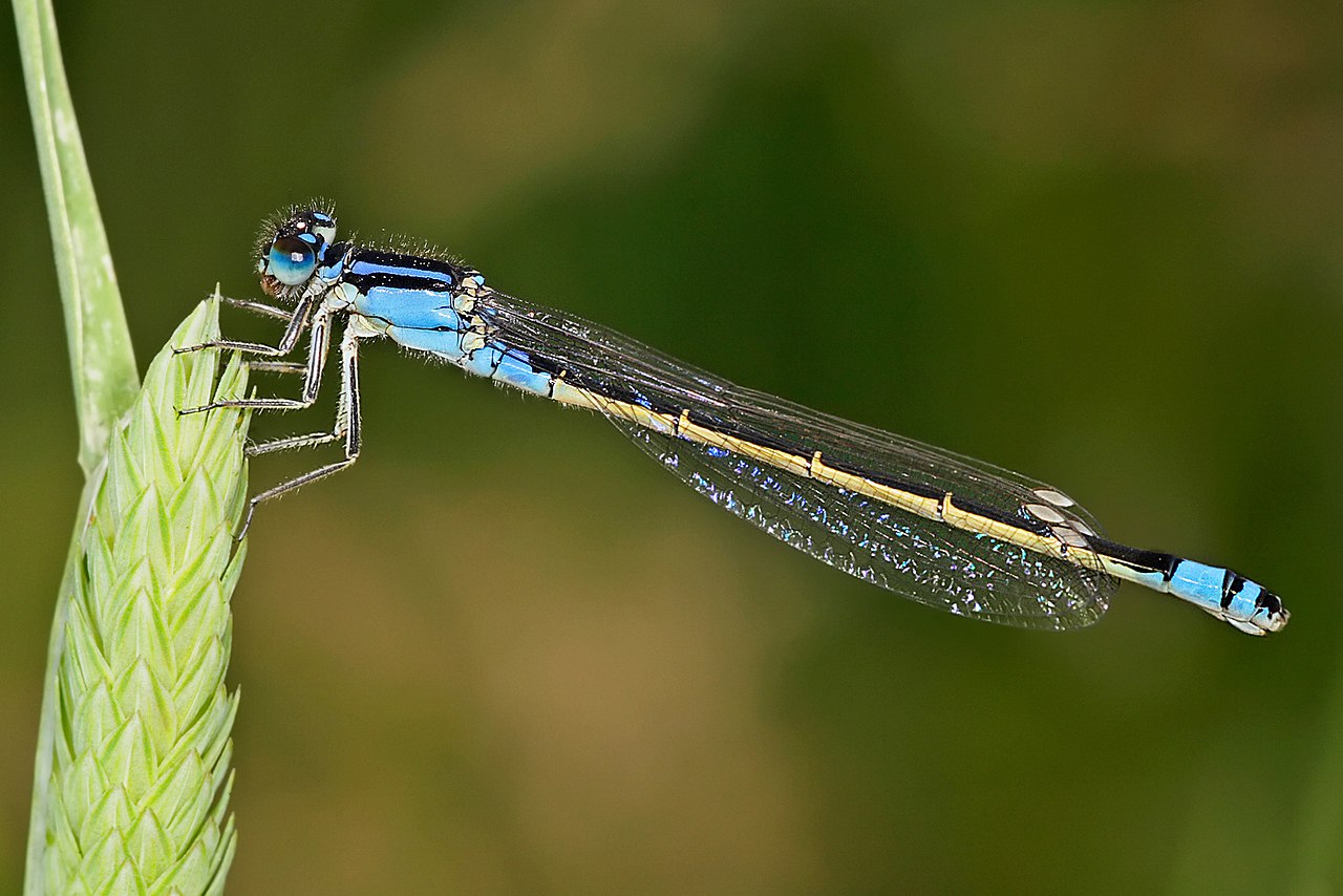 A damselfly with a slender body and clear wings, the insect Damselfly Cabin is named for
