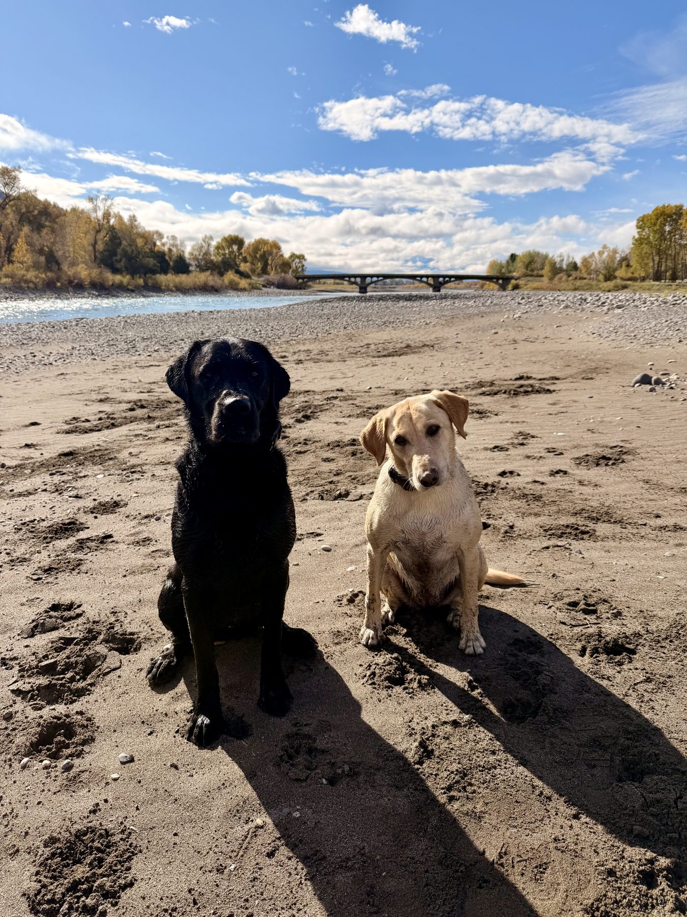 Honey and Bo, a black lab and a yellow lab, sitting on a sandbar by the Yellowstone River