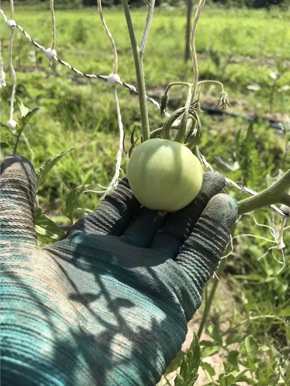 A gloved hand holding a green tomato on the vine