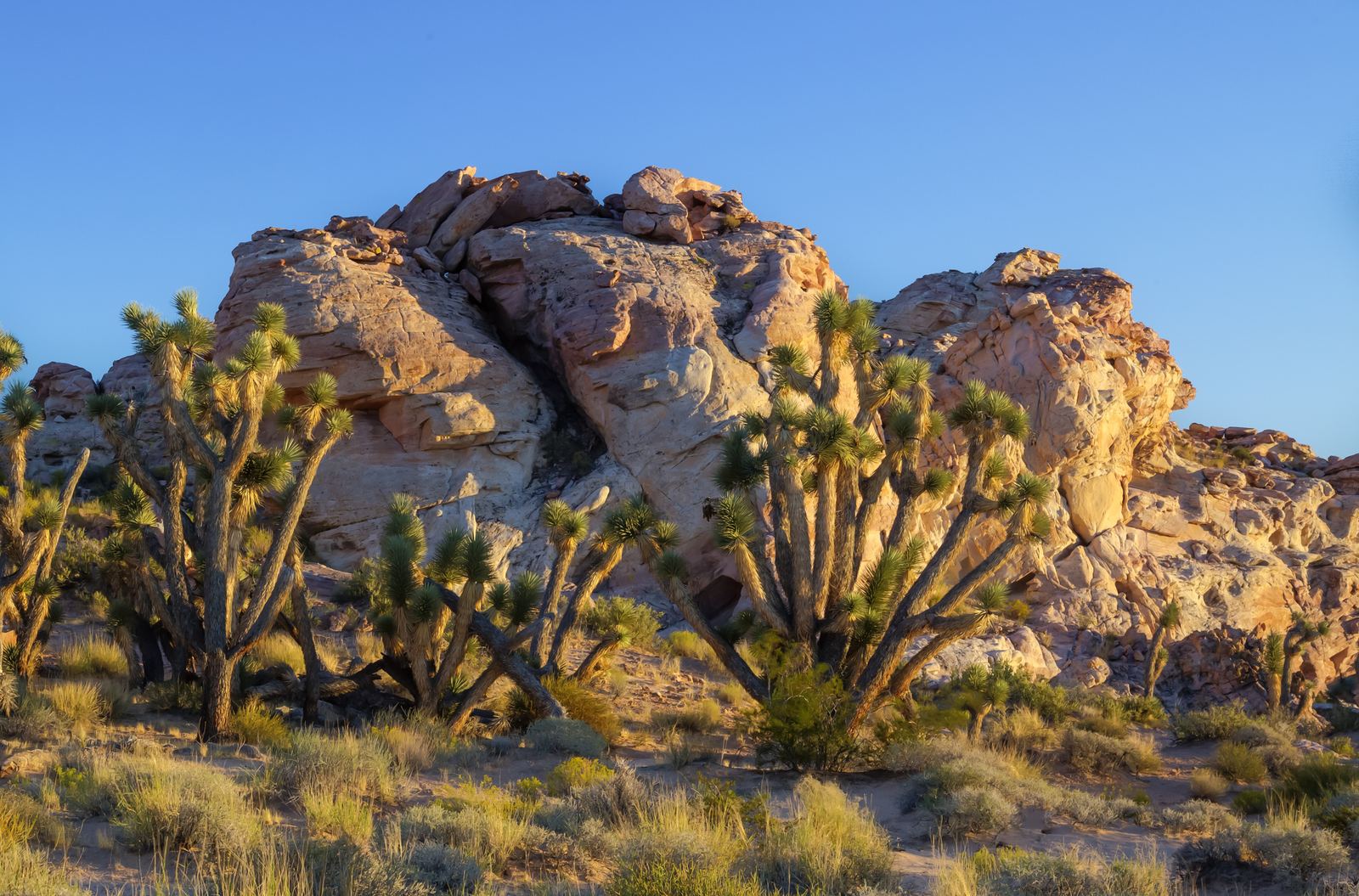 Joshua trees and sandstone boulders in the Nevada desert