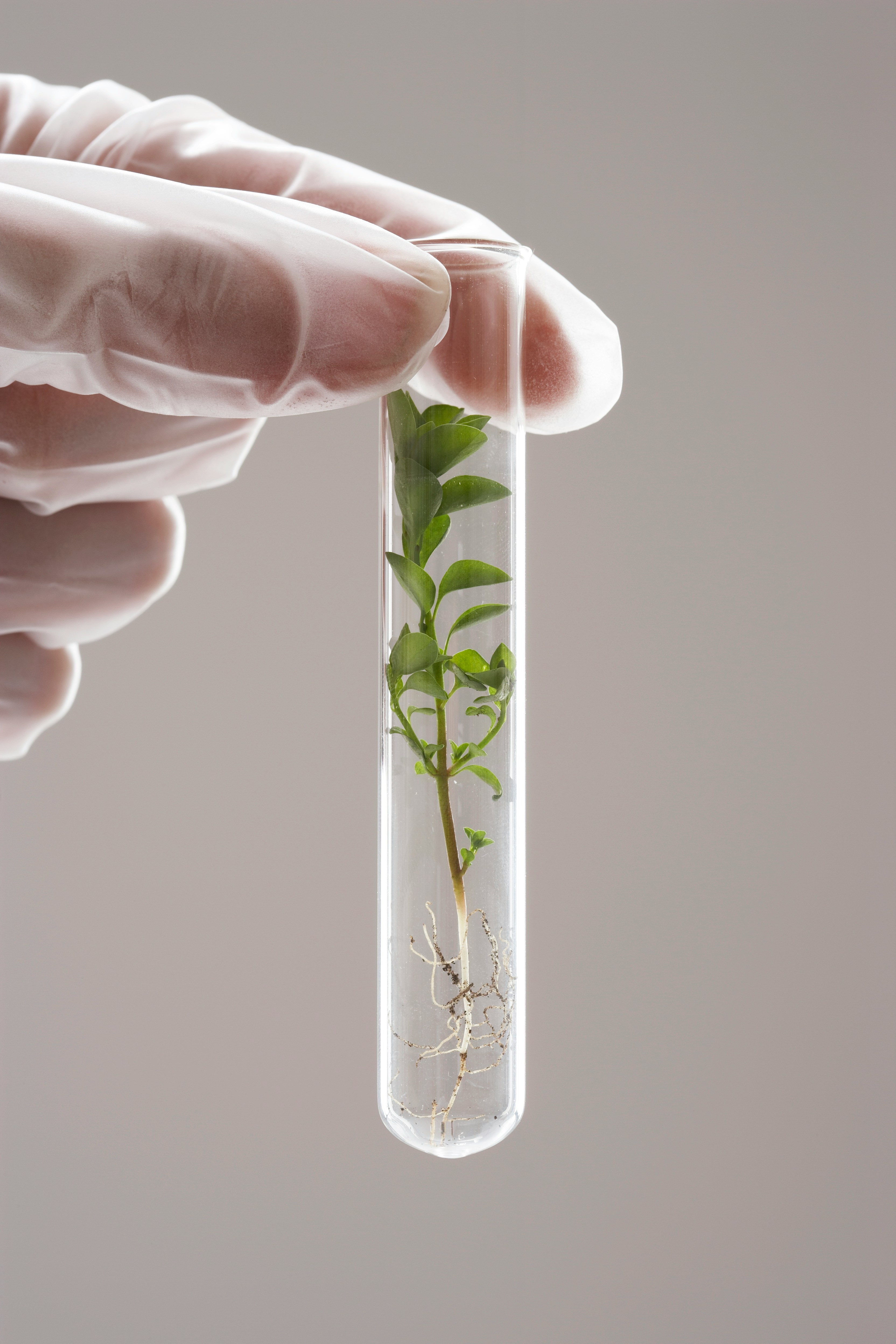 A gloved hand holding a test tube containing a seedling