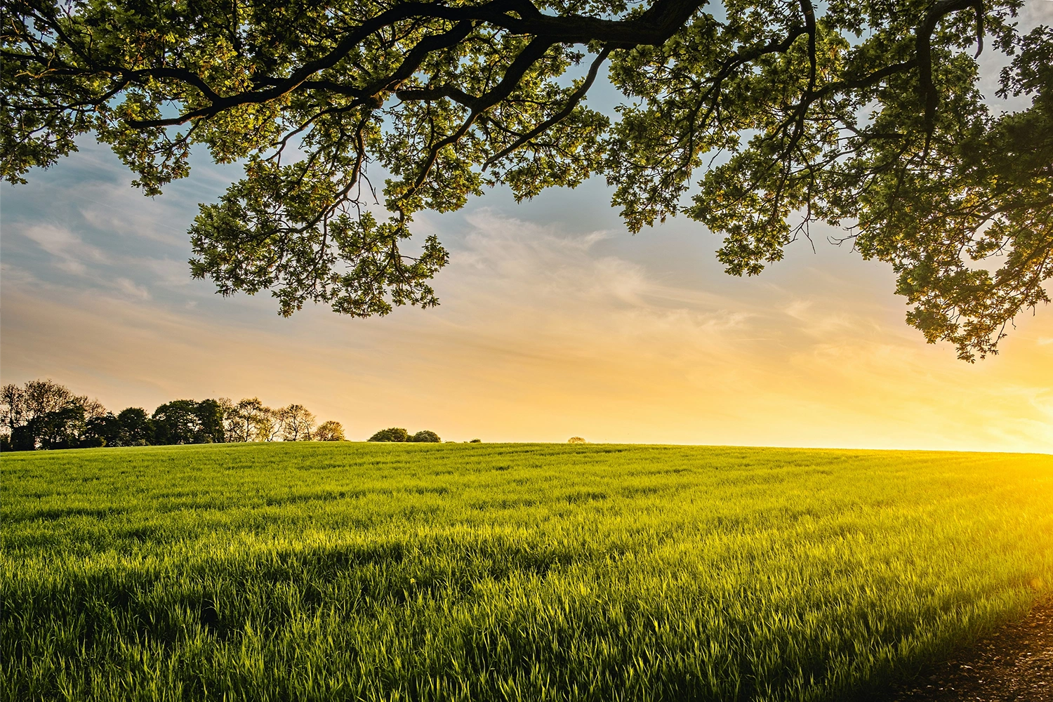 Green grassy field under a clear sky with a warm sunset, framed by tree branches at the top.
