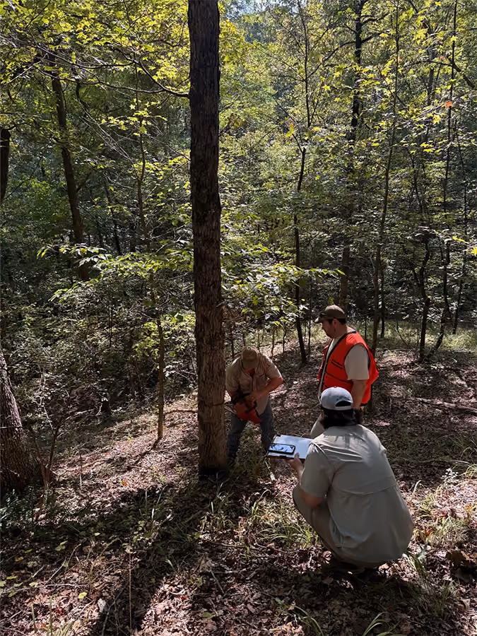 Three people in a wooded area with trees and sunlight filtering through the leaves; one person is using a chainsaw to cut a tree, another stands nearby wearing an orange safety vest, and the third person crouches holding a clipboard, seemingly recording or observing the tree-cutting activity.