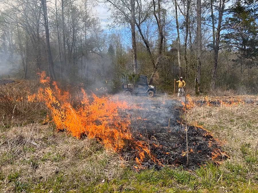 Controlled grass fire burning dry brush and vegetation in a forest clearing, with a person monitoring the fire near a utility vehicle under trees.