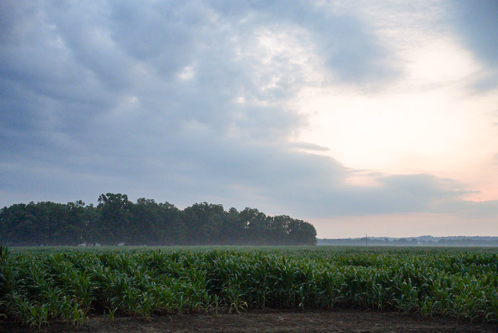 Green crop field under a cloudy sky at sunrise or sunset with a tree line in the distance.