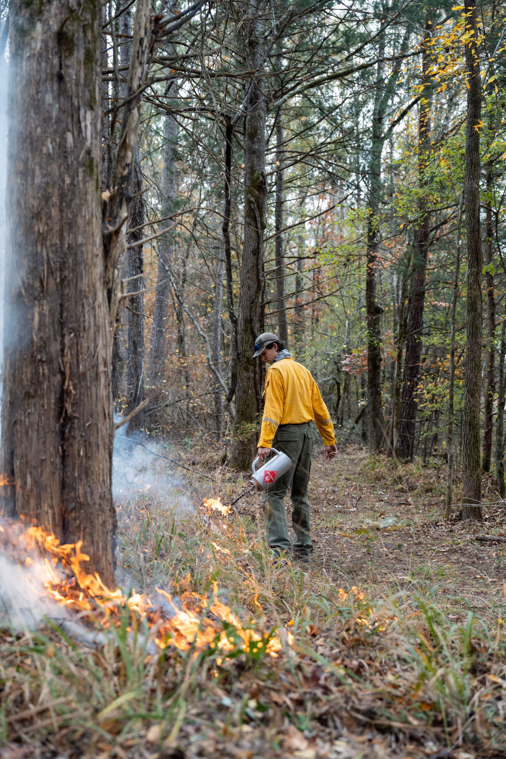 A person wearing a yellow shirt and cap is using a drip torch to start a controlled grass fire in a forest with tall trees and autumn foliage.