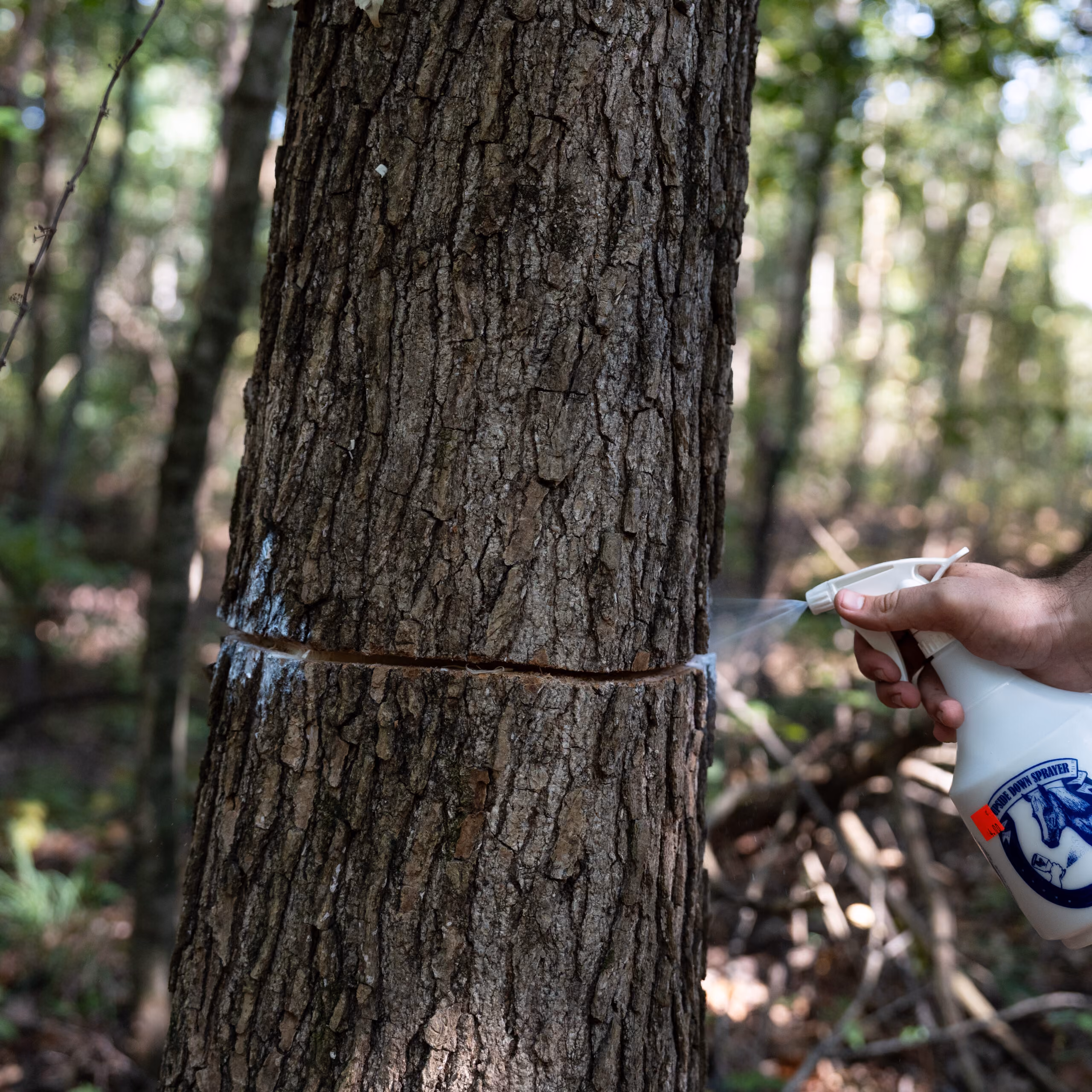 A hand sprays liquid from a white spray bottle onto a horizontal cut around the trunk of a large tree in a forest.
