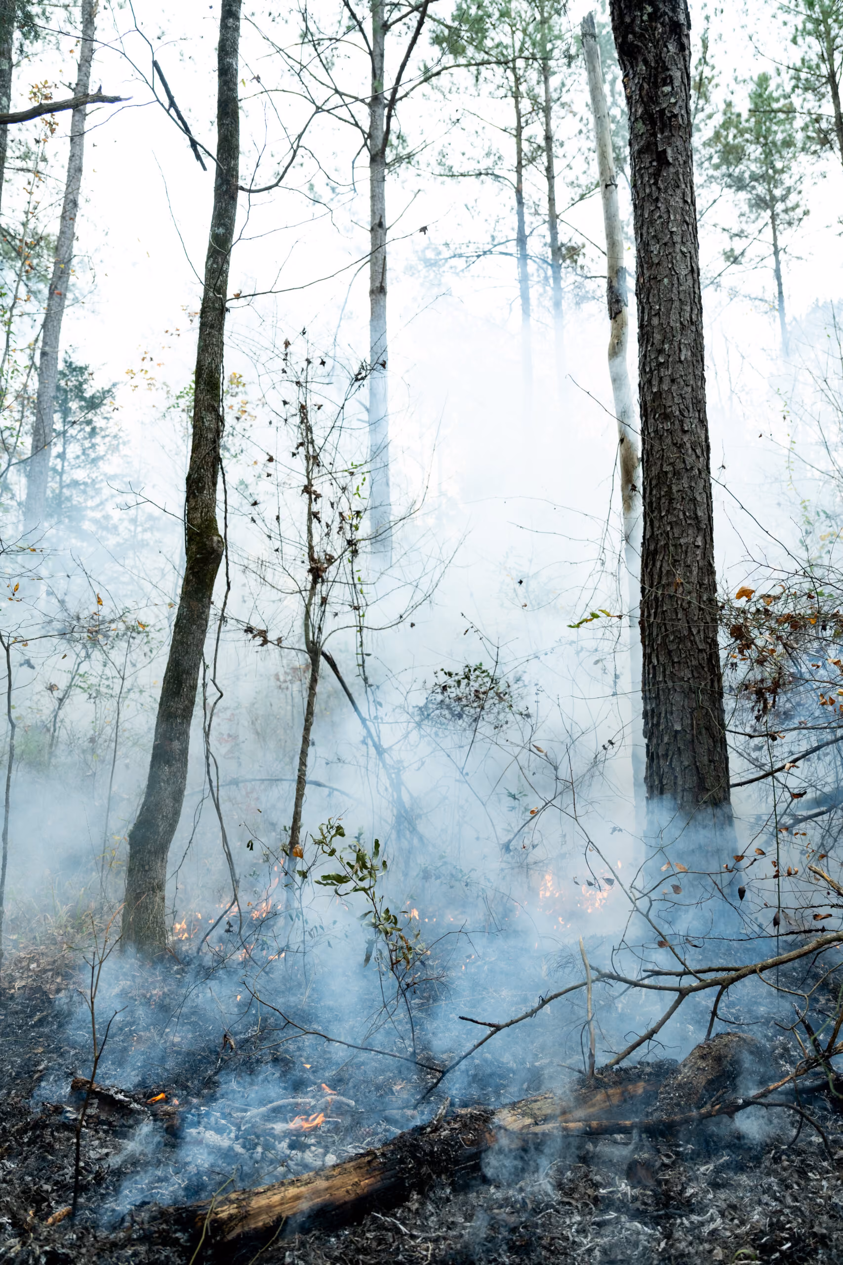 Forest ground with smoke and small flames from a smoldering fire among scattered branches and leaf litter, tall trees rise through the smoky air.