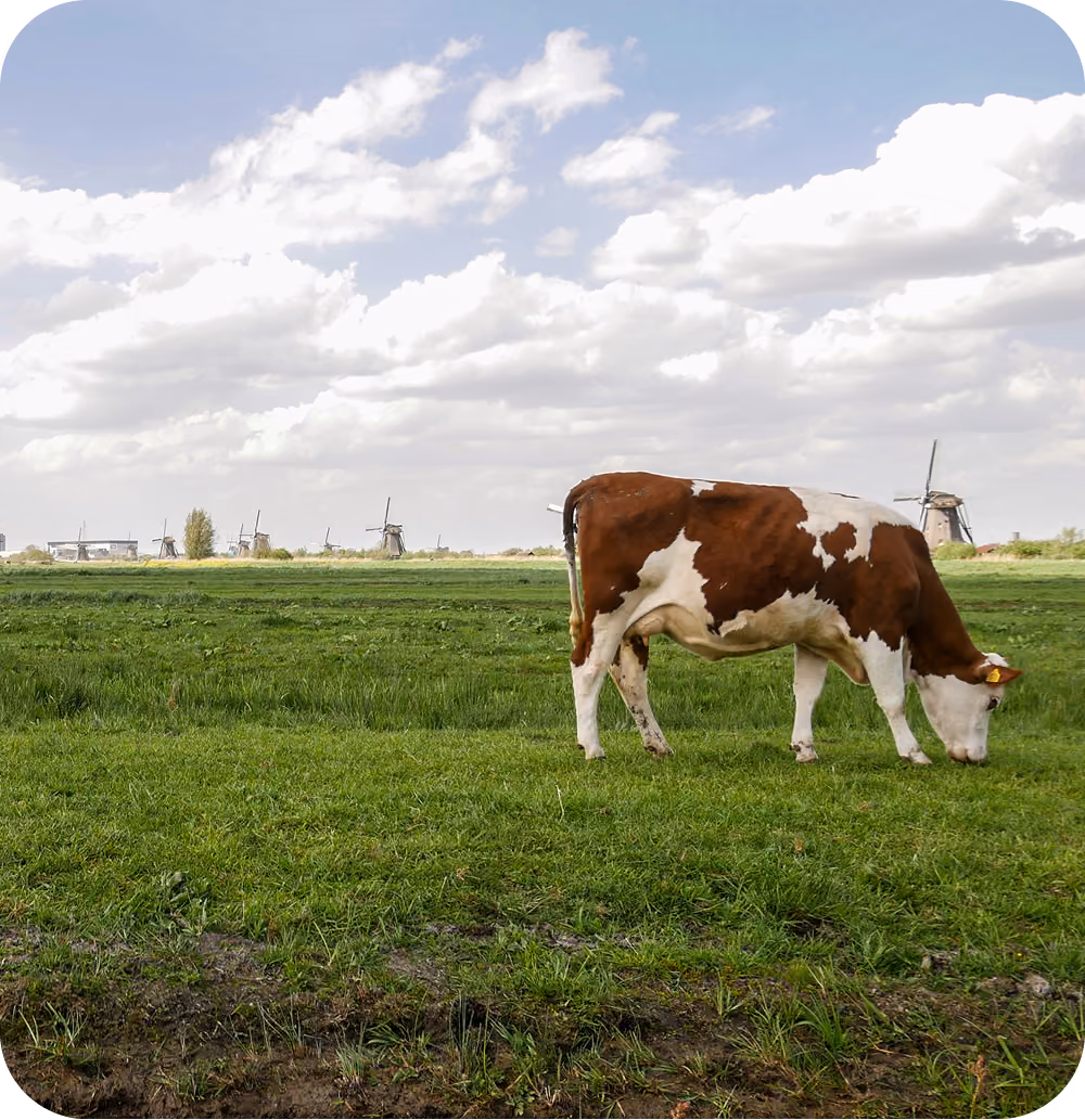 Brown and white cow grazing on lush green grass in a wide open field under a partly cloudy sky, with several traditional windmills visible in the background along the horizon.