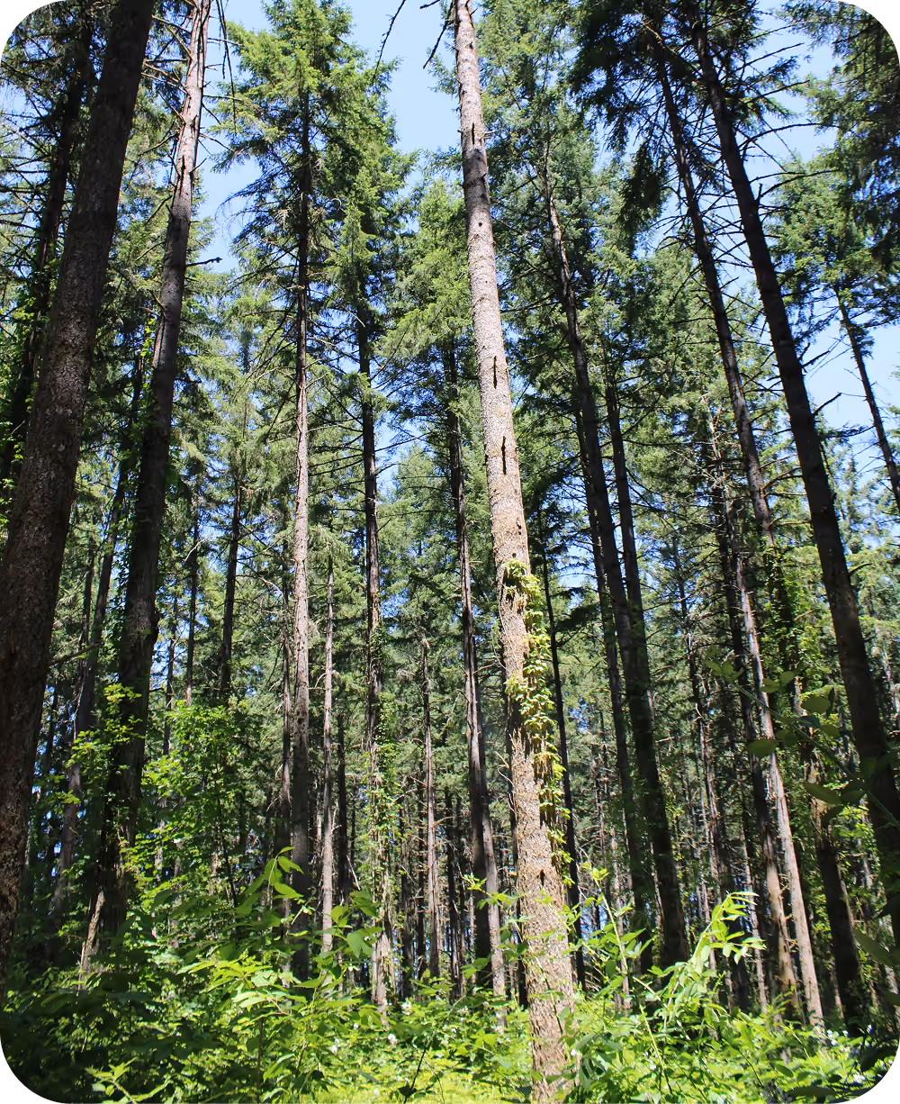 Tall evergreen trees with thin trunks and dense green foliage in a sunlit forest under a clear blue sky.