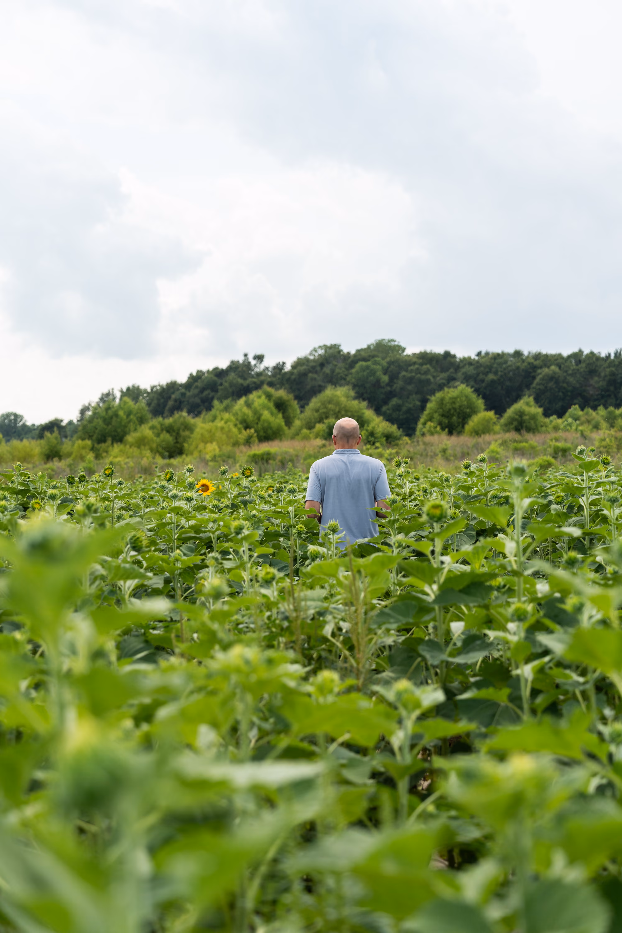 A person wearing a light blue shirt stands in the middle of a dense green sunflower field facing away, with a few sunflowers beginning to bloom and a tree line in the background under a cloudy sky.