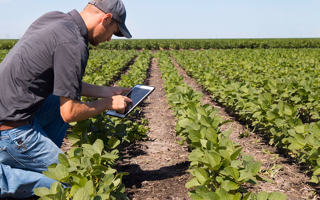 Man kneeling in a green crop field using a digital tablet to check or record data under clear blue sky.