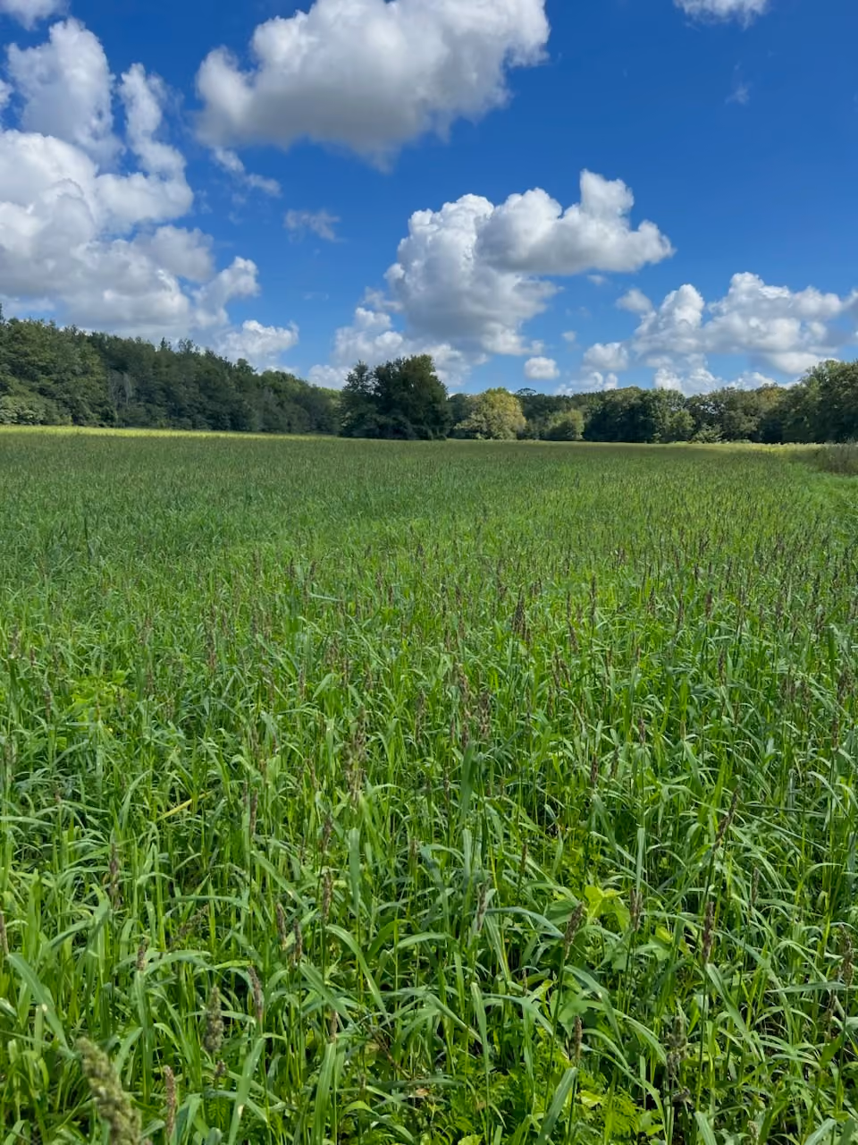 Lush green field with tall grass under a bright blue sky dotted with large white clouds, bordered by a dense tree line in the background.