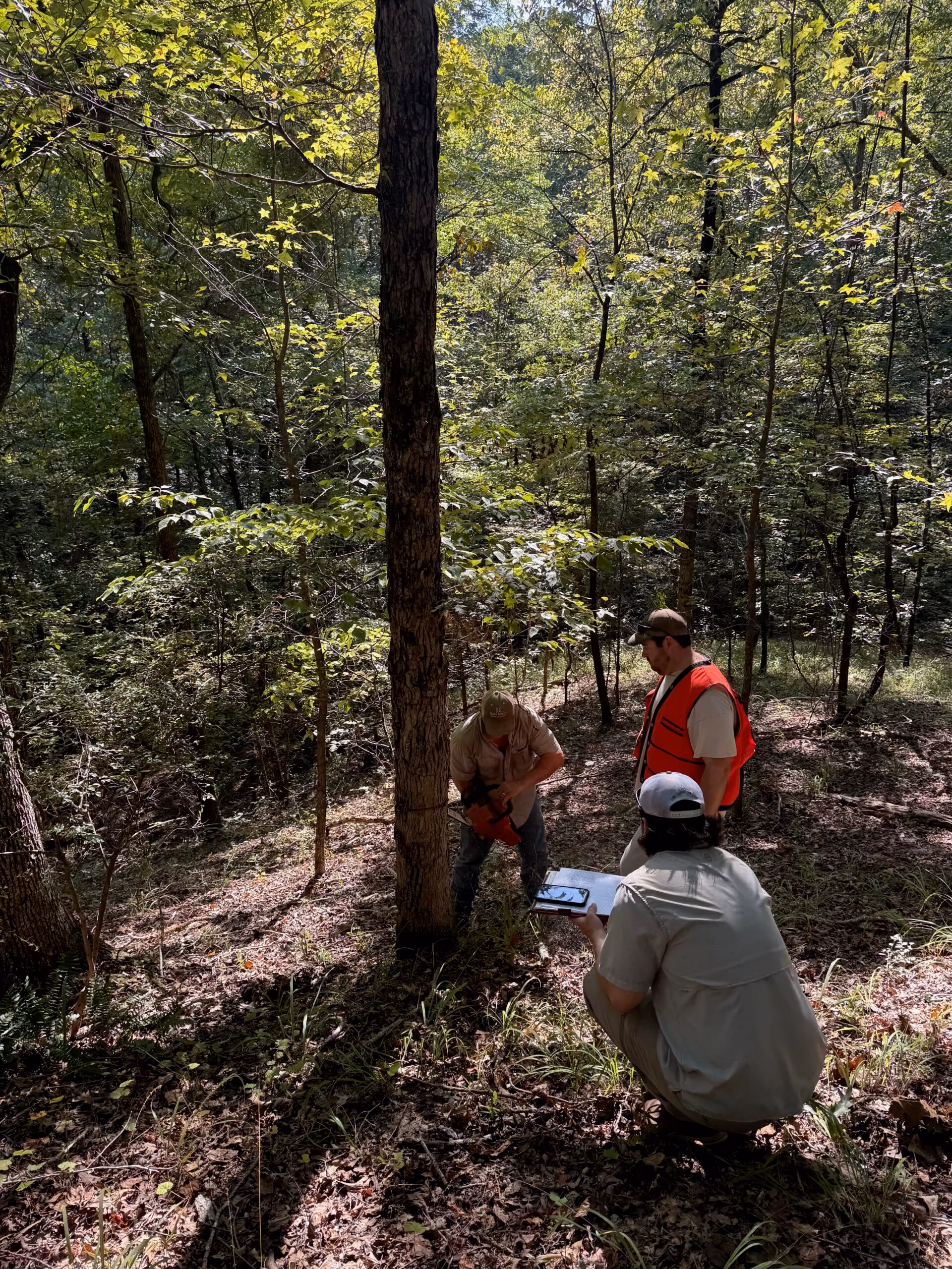 Three people in a sunlit forest are working around a tree; one person is cutting the tree with a chainsaw, another is standing nearby wearing an orange safety vest, and the third person is crouching with a clipboard and phone, documenting the process.