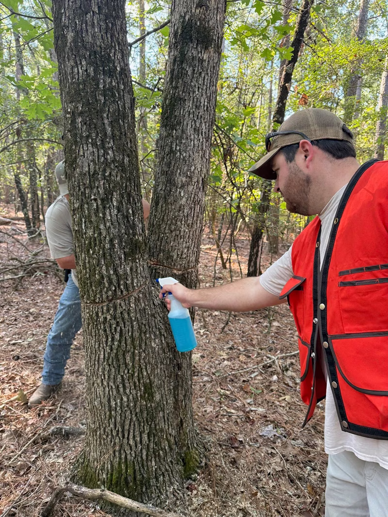 Two men in a forest, one wearing an orange safety vest spraying blue liquid from a spray bottle onto the base of a tree with two trunks tied together with rope while the other man stands behind the tree.