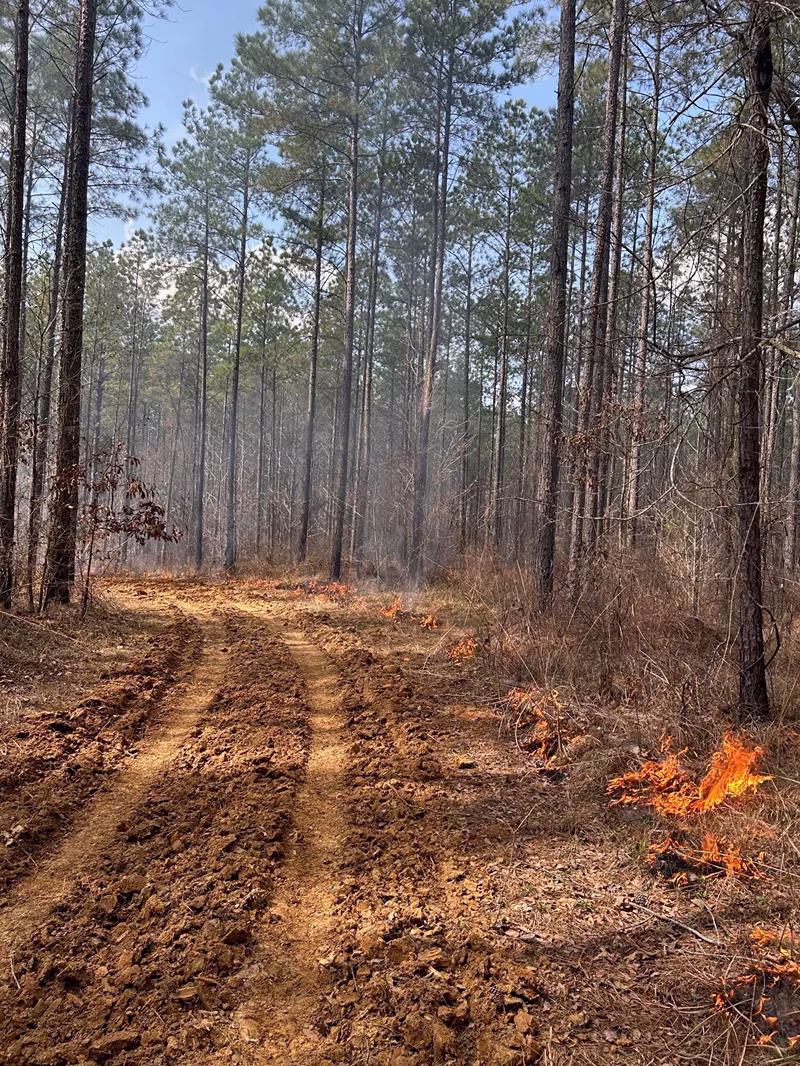 Dirt trail through a forest with tall pine trees, small controlled fires burning along the right side, with smoke rising into a clear blue sky.