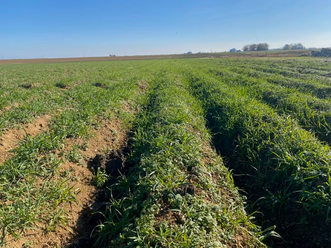 Wide agricultural field with rows of green crops under a clear blue sky, with distant trees and structures on the horizon.