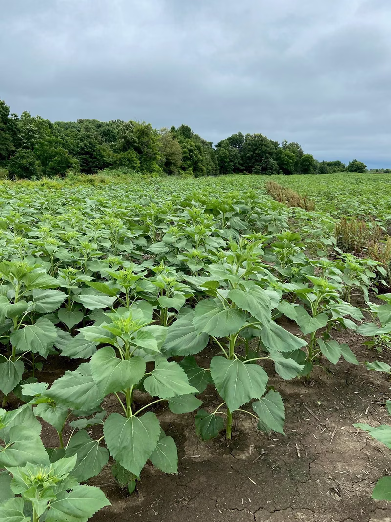 Expansive field of young green sunflower plants with broad leaves under a cloudy sky, bordered by dense green trees.