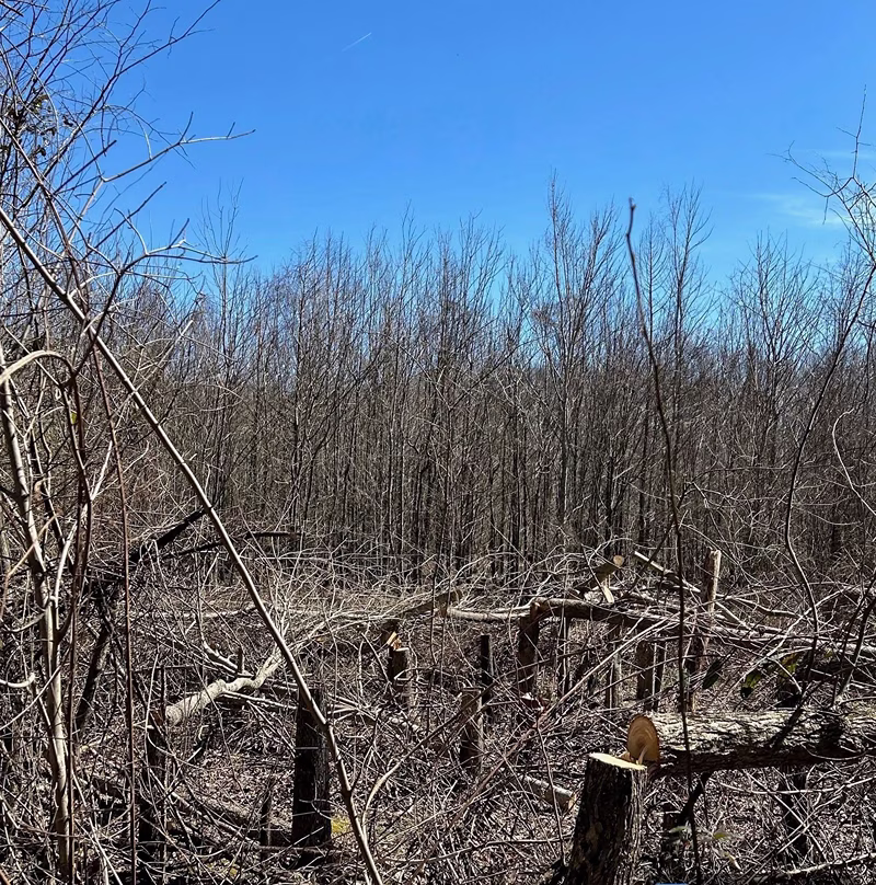 Forest area with numerous tree stumps and broken branches scattered on the ground, indicating recent tree cutting, under a clear blue sky.