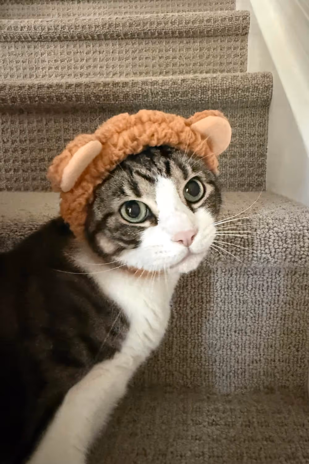 Grey and white cat wearing a brown knit hat with ears sitting on carpeted stairs.