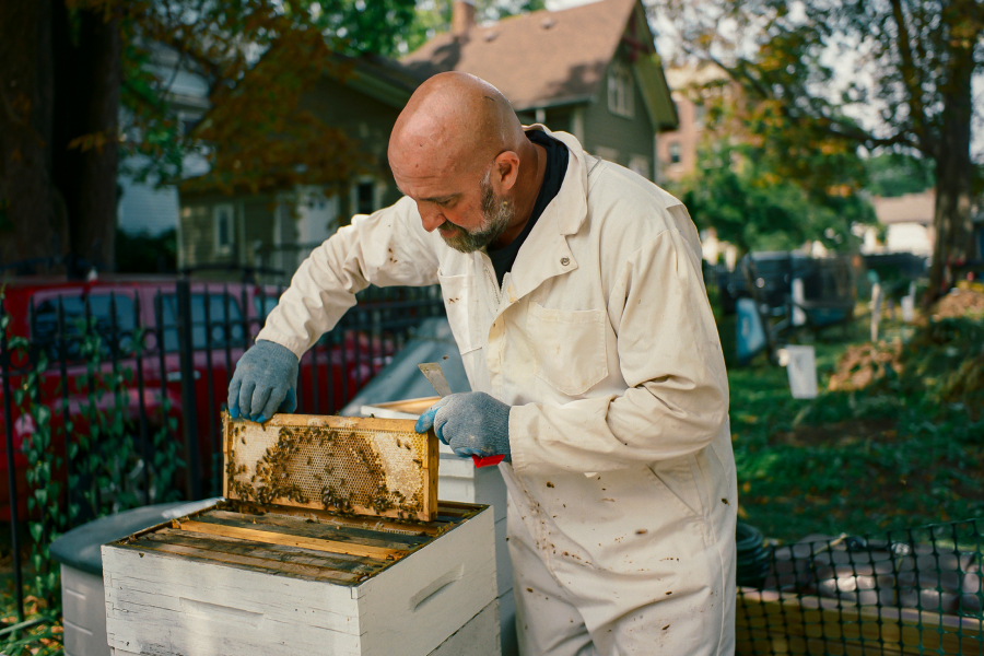A beekeeper lifts a tray of honey from a man-made hive.