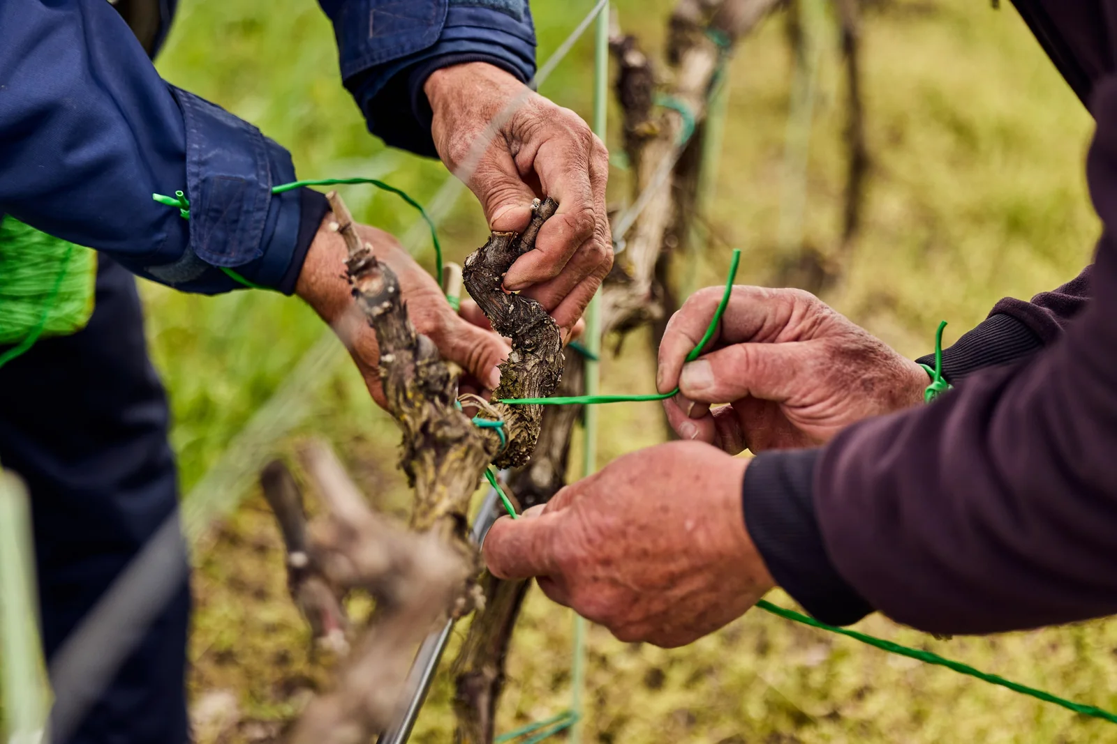 Tying vines to the wire in winter, brand photography for a winery