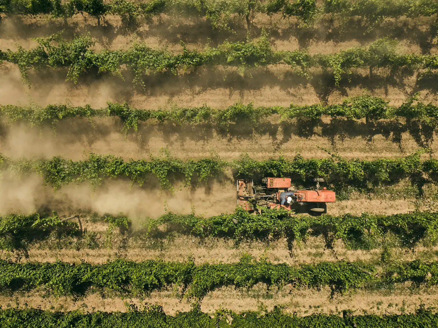 Tractor working between the vine rows, seen from above, brand photography for a winery