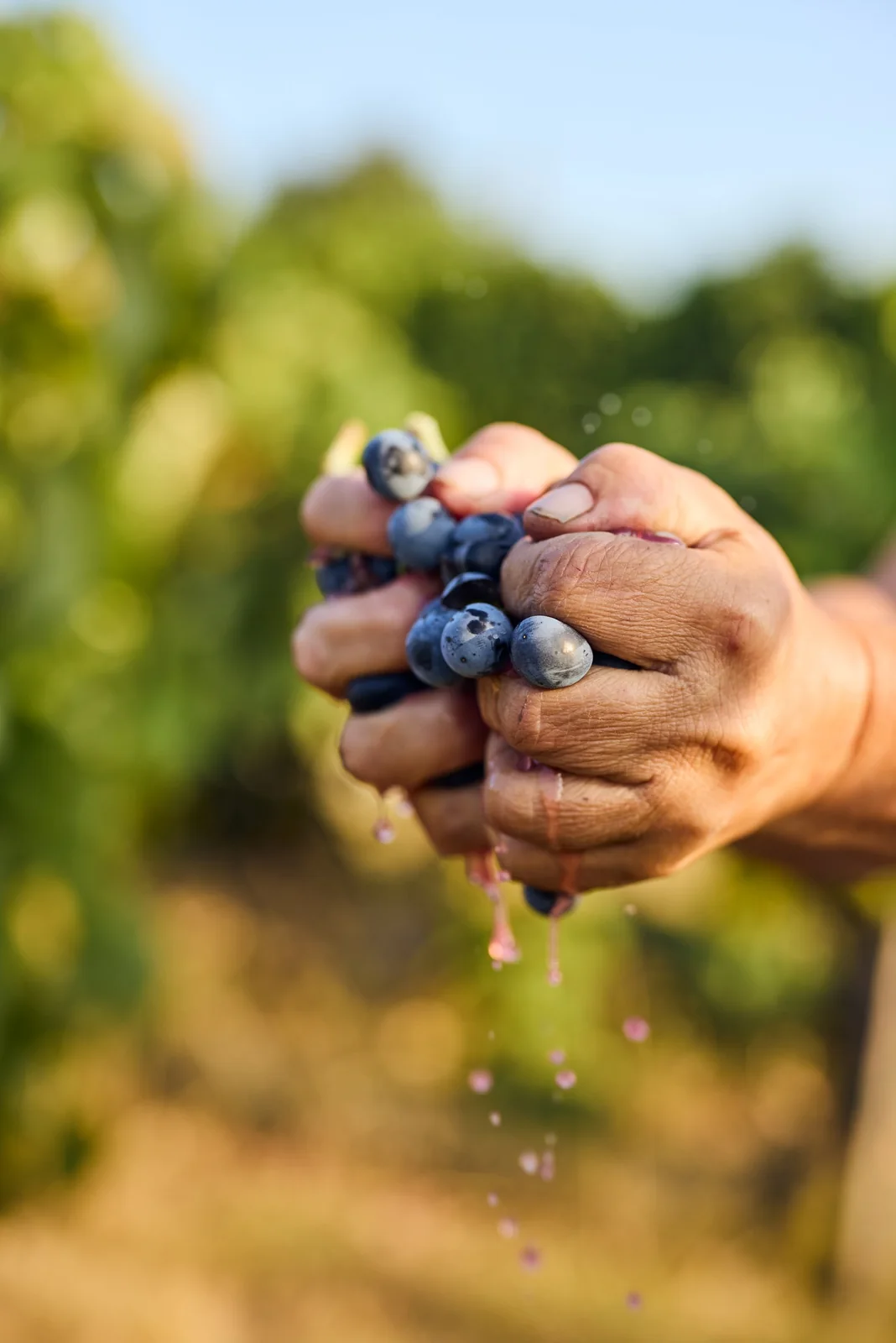 Hand pressing ripe grapes at harvest, brand photography for a winery