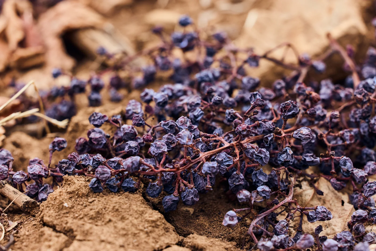 Raisined grapes on the vineyard floor, brand photography for a winery