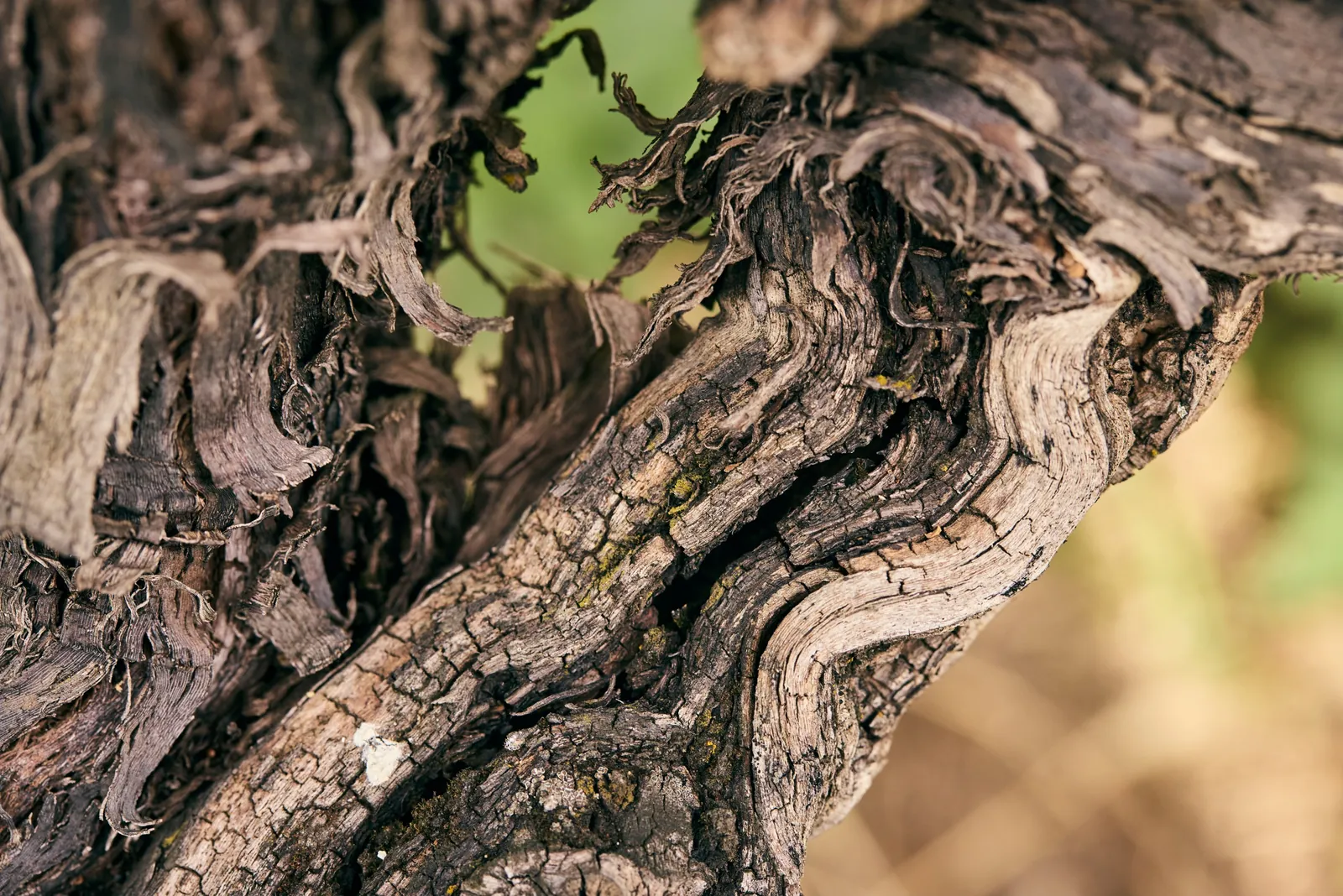 Bark of an old vine trunk, brand photography for a winery