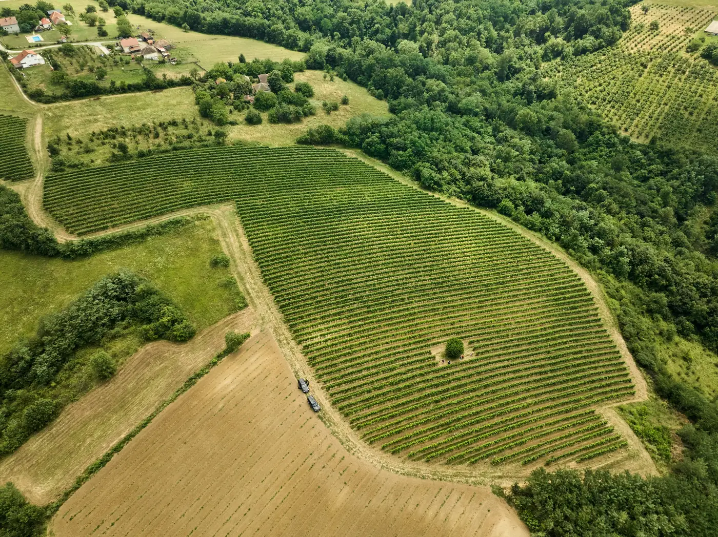 Aerial view of vineyard parcels, brand photography for a winery