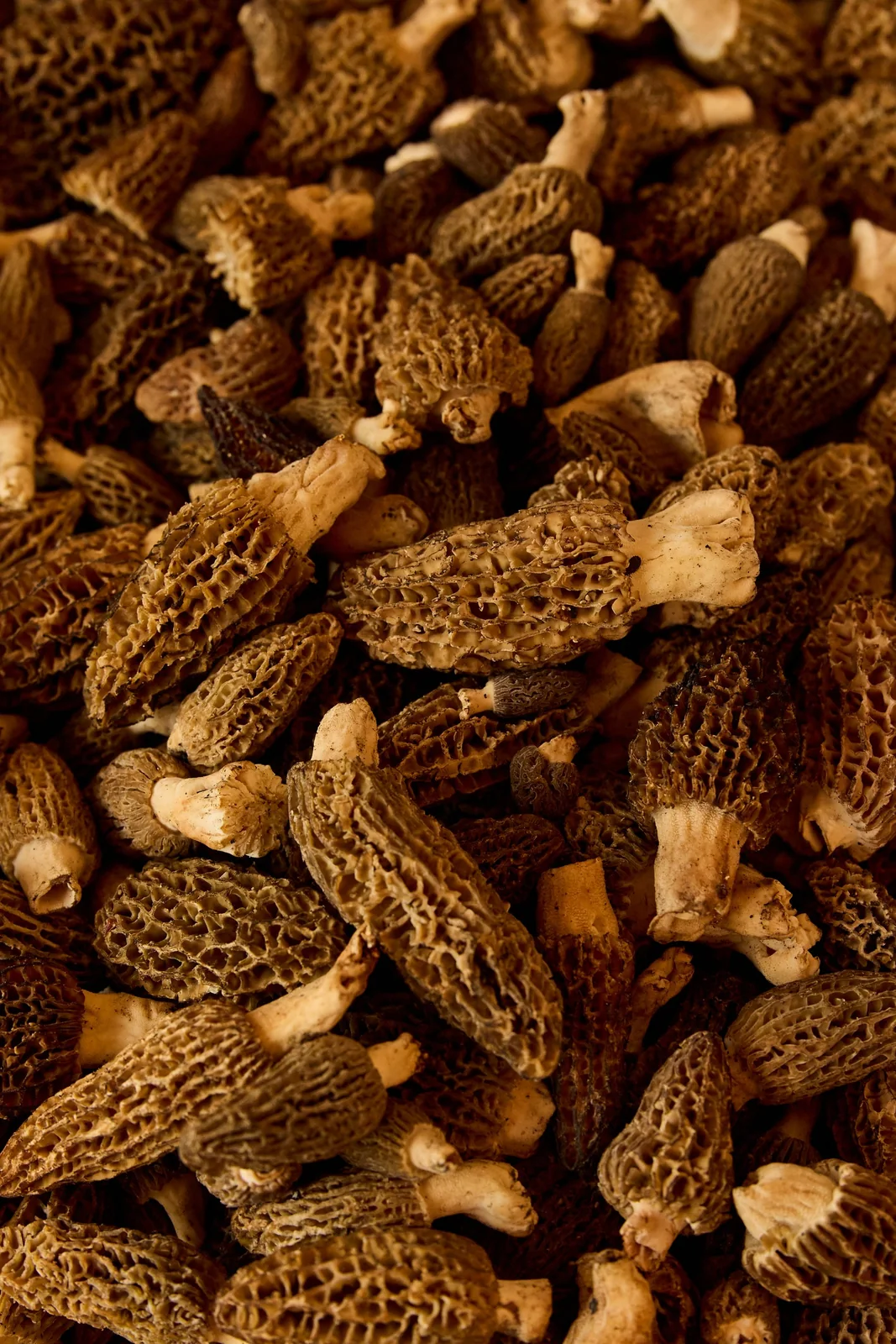 Morels, ingredient photography for a fine dining restaurant