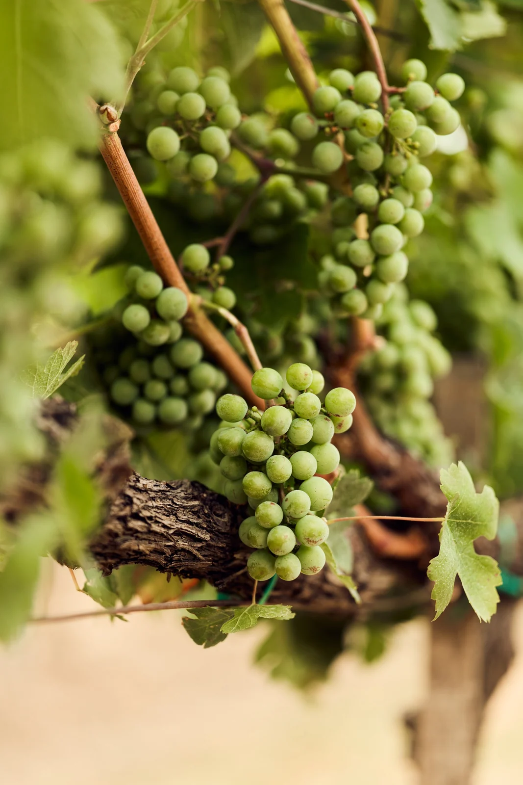 Green grapes on the vine before veraison, brand photography for a winery