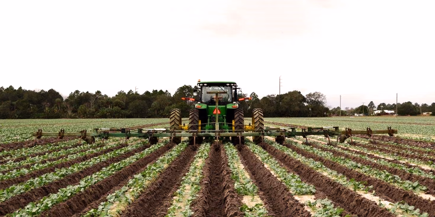 Green tractor viewed from the rear, cultivating evenly spaced rows of a leafy green crop in a large farm field with a tree line and utility poles in the background.
