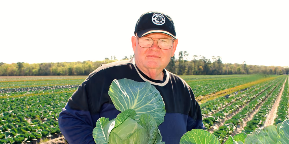 Man wearing glasses, a black and blue jacket, and a black cap holding large green cabbage heads in a field filled with rows of leafy green crops under a clear sky.