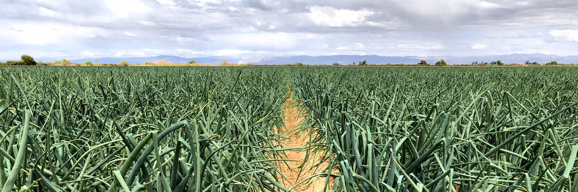 Wide agricultural field with rows of green onion or garlic plants growing under a cloudy sky with distant mountains on the horizon.