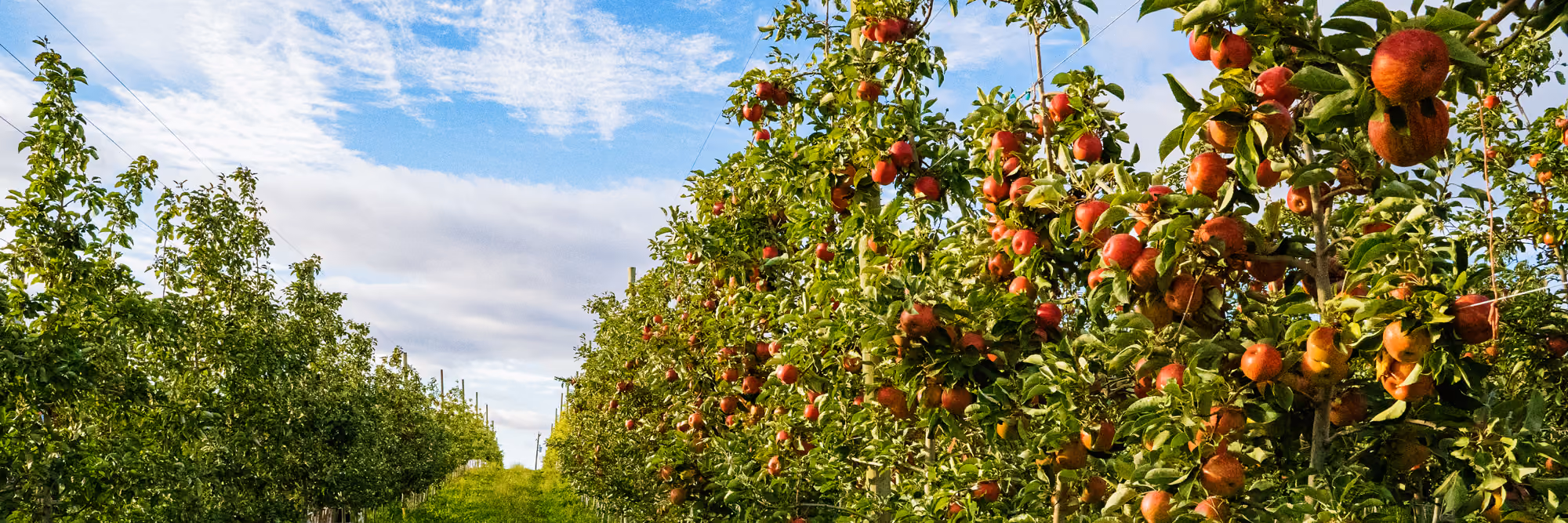 Apple orchard with rows of trees full of ripe red apples under a partly cloudy blue sky.
