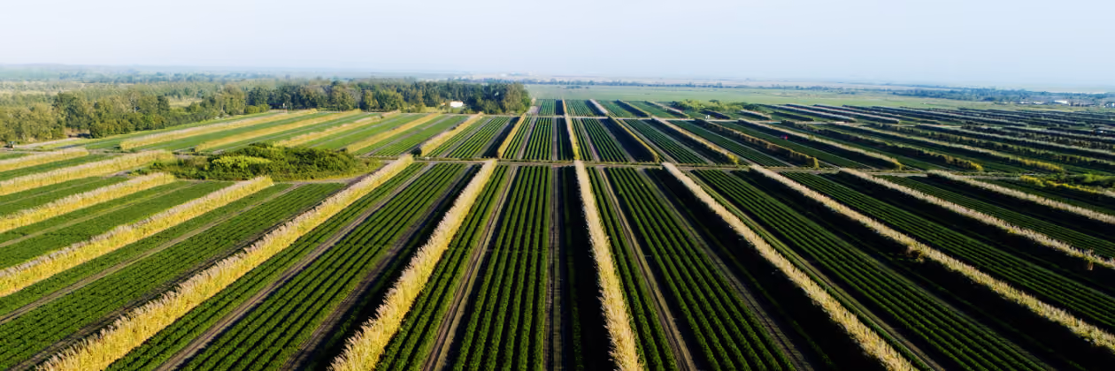 Aerial view of large, neatly organized farm fields with rows of crops extending into the distance under a clear sky.
